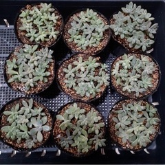 多肉植物🌵とってもかわいい　姫秋麗7、5センチポット苗9個セット