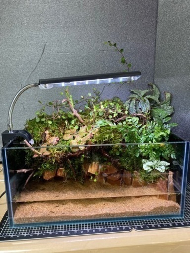 ☆杜のメダカ☆★熱帯魚飼育にコケリウム・テラリウム完成品★ライト付き