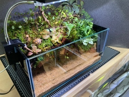 ☆杜のメダカ熱帯魚飼育にコケリウム・テラリウム完成品☆ライト付き
