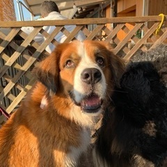 広島県 広島市の犬の里親募集 ジモティー