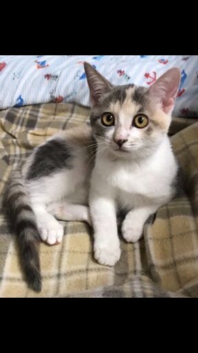 パステル三毛 しましま三毛 2ヶ月半の女の子3匹 別々の譲渡可能 たらこ 印西の猫の里親募集 ジモティー パステル三毛 しましま三毛 2ヶ月半の女の子3匹 別々の譲渡可能 たらこ 印西の猫の里親募集 ジモティー