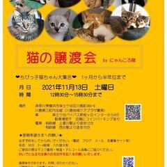 11/13　猫の譲渡会　by にゃんころ隊