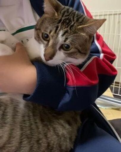 一旦停止します かわいい猫ちゃんオス猫2歳1か月です 猫好きなら大歓迎 困り顔でキュート 白いうさぎさん 茨木市の猫 の里親募集 ジモティー