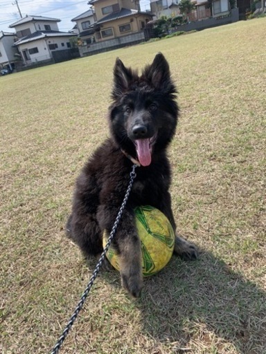 第二候補者様とお話中です り 土浦のシェパードの里親募集 ジモティー 第二候補者様とお話中です り 土浦のシェパードの里親募集 ジモティー