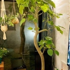 【ネット決済・配送可】フィカス　ウンベラータ　観葉植物　大型　1...