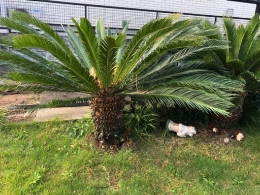 ソテツ