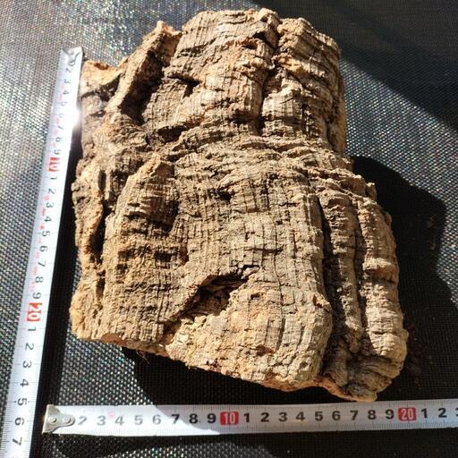 ポルトガル産コルク樹皮、水苔セット 【公式通販】