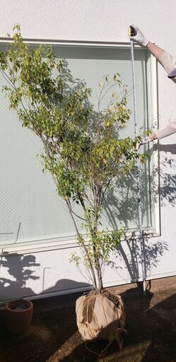210cm シンボルツリー 庭木 常緑樹 おしゃれ 大型 ハイノキ株立