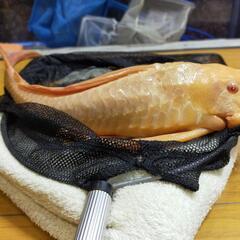 アルビノプレコ±約40cm