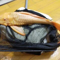 アルビノプレコ±約40cm