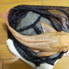 アルビノプレコ±約40cm