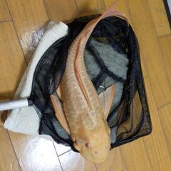 アルビノプレコ±約40cm