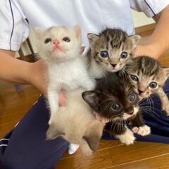 in瀬戸～子猫がいっぱいの臨時譲渡会 ちーむにゃいんず2021年11月７日(日) の画像