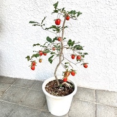 ロウヤガキ　老爺柿　老鴉柿　日の出　盆栽