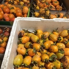 本日収穫分甘柿と渋柿