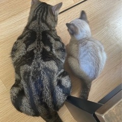 猫ちゃん2匹