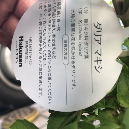 花の苗ダリアマキシ 川崎康裕 田辺のその他の中古あげます 譲ります ジモティーで不用品の処分