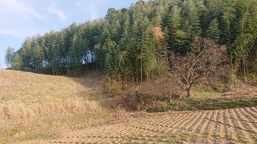 山林・竹林 売ります 奈良県 桜井市 関西 (えーちゃん) 巻向の土地販売/土地売買の不動産・住宅情報・無料掲載の掲示板｜ジモティー