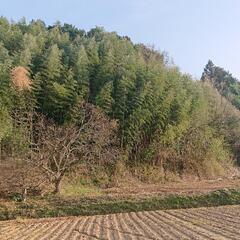 山林・竹林 売ります 奈良県 桜井市 関西