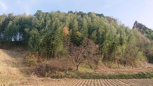 竹林・山林売ります 奈良県 桜井市 高家 山田 関西 近畿