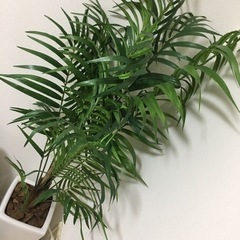 【ネット決済】観葉植物（11/5、16時にとりに来ていただけたら...