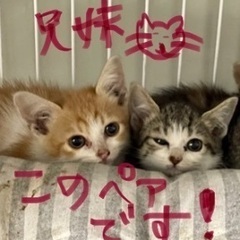 里親さん決定、ありがとうございました