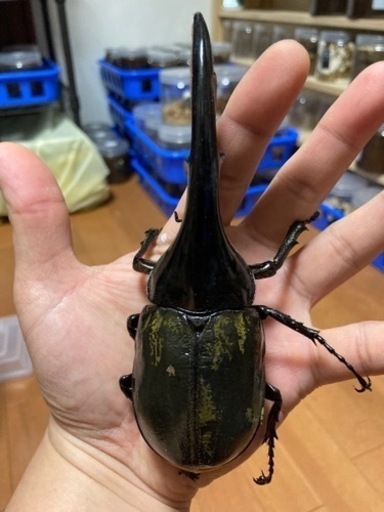 ⓶DH.ヘラクレスペア　美形♂150㎜　後食済