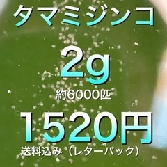 期間限定大特価！！　タマミジンコ2g【約6000匹】　メダカ　金...