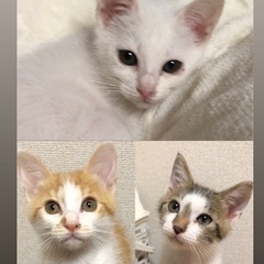 可愛い3兄妹です🐱