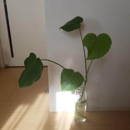 取引中 観葉植物モンステラ水差し らぱ 秋田のその他の中古あげます 譲ります ジモティーで不用品の処分 取引中 観葉植物モンステラ水差し らぱ 秋田のその他の中古あげます 譲ります ジモティーで不用品の処分