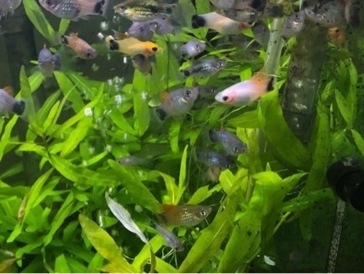 プラティ ブループラティとハイフィンレッドトッププラティの雑種 お譲りします おるつきれん 要町のその他の中古あげます 譲ります ジモティーで不用品の処分