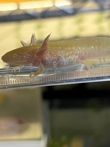 自家繁殖ウーパールーパー1匹のみ てんてん てだこ浦西の家具の中古あげます 譲ります ジモティーで不用品の処分