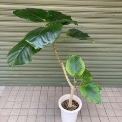 【観葉植物】ゴムの木　フィカス　ウンベラータ