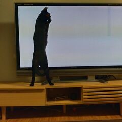 「差し上げます」猫用テレビ　（新しいTV守る用）