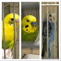 一旦受付終了します。セキセイインコの里親募集