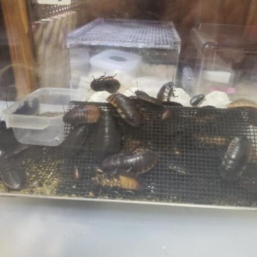 特価 マダガスカルゴキブリ エレベキ 1ペア 蛇亀男 希望ヶ丘のその他の中古あげます 譲ります ジモティーで不用品の処分