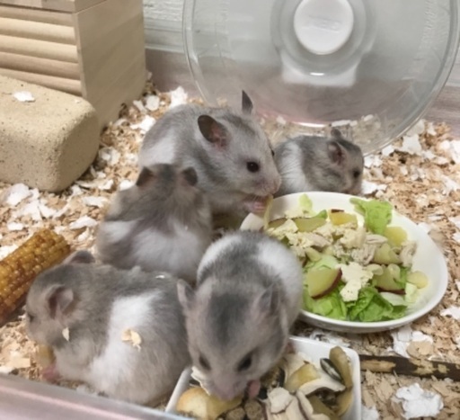 里親様決定 可愛いゴールデンハムスターの赤ちゃん里親募集 メルシー 東岡崎のその他の里親募集 ジモティー