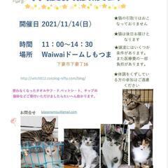 保護猫譲渡会　waiwaiドームしもつま11/14の画像