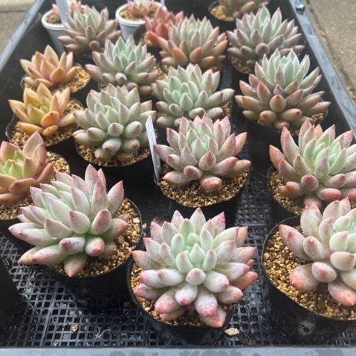 エンジェルフィンガー大苗ピンクシャンペーン多肉植物エケベリア 近藤基樹 北九州の家具の中古あげます 譲ります ジモティーで不用品の処分