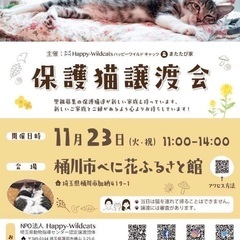 保護猫譲渡会☆樋川市べに花ふるさと館（１１／２３）