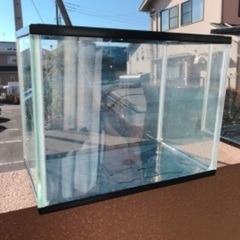 水槽　30センチ　ガラス