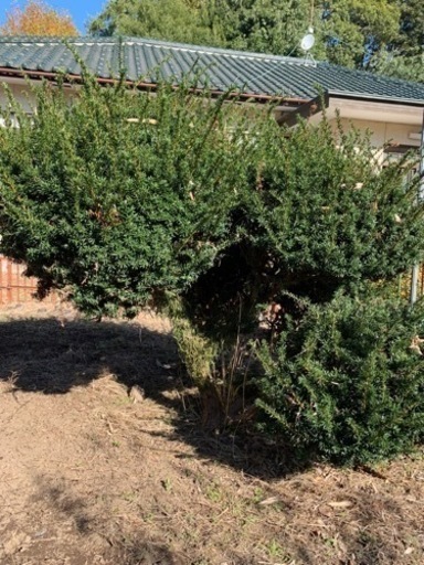 庭木植木ガーデニング日本庭園種類不明多し つかちゃん 筑西のその他の中古あげます 譲ります ジモティーで不用品の処分