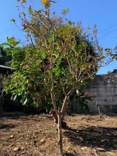 庭木植木ガーデニング日本庭園種類不明多し つかちゃん 筑西のその他の中古あげます 譲ります ジモティーで不用品の処分