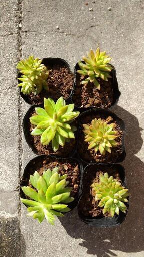 多肉植物 天狗の舞 ひまわり 八幡宿のその他の中古あげます 譲ります ジモティーで不用品の処分