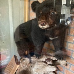 【ネット決済】熊の剥製