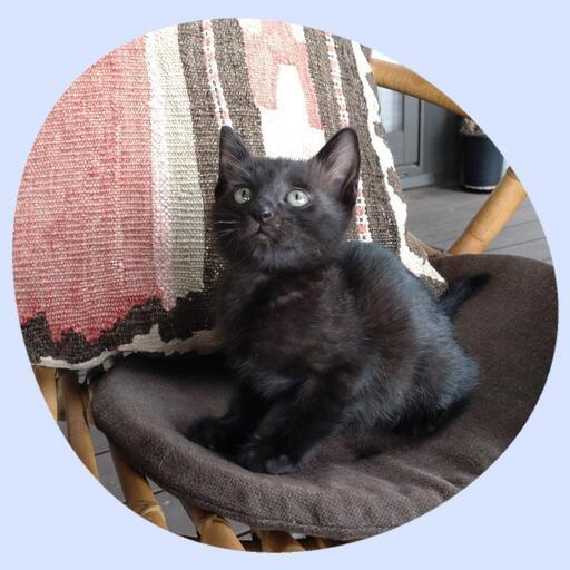 縁起のいい福猫 可愛い黒猫の男の子 なみへい 木田の猫の里親募集 ジモティー