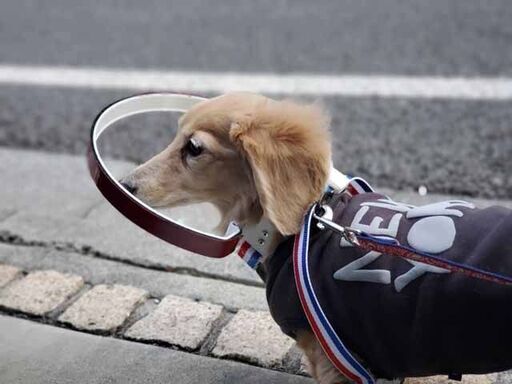 盲目犬を補助するグッズ ドッグバンパー製造販売 Atomicwork 横須賀のペット用品の無料広告 無料掲載の掲示板 ジモティー