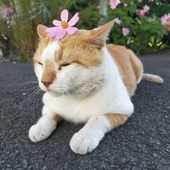 甘えん坊の茶トラです。 - 掛川市