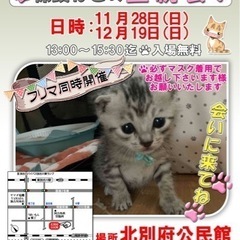 11月12月　保護猫の里親会のお知らせ
