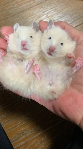 ゴールデンハムスター（キンクマロングヘアー） (@pokeham) 岸辺のその他の里親募集｜ジモティー - SliDe 71B32FB6 B206 4307 BFA7 D0A2CAABA7AC